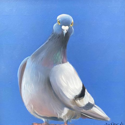 Super A | Pigeon 6